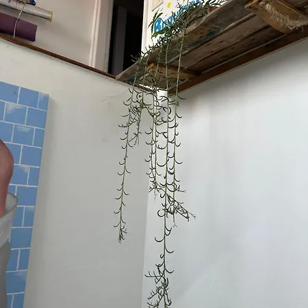 ホステル Agueita House *